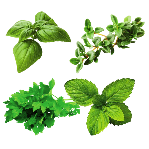 Sunny Cocktail Garden Variety Pack