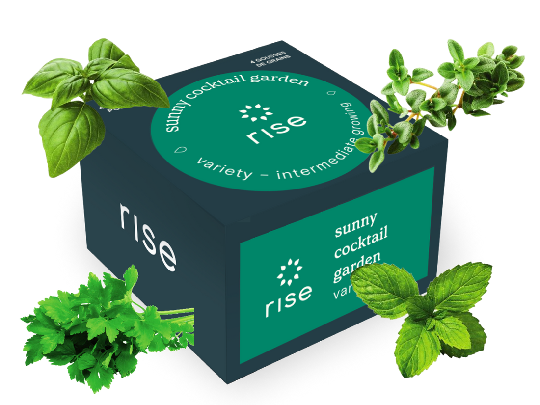 Sunny Cocktail Garden Variety Pack