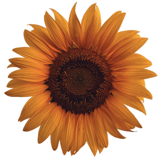 Hydroponic sunflower seeds