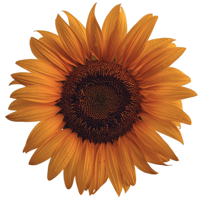 Hydroponic sunflower seeds