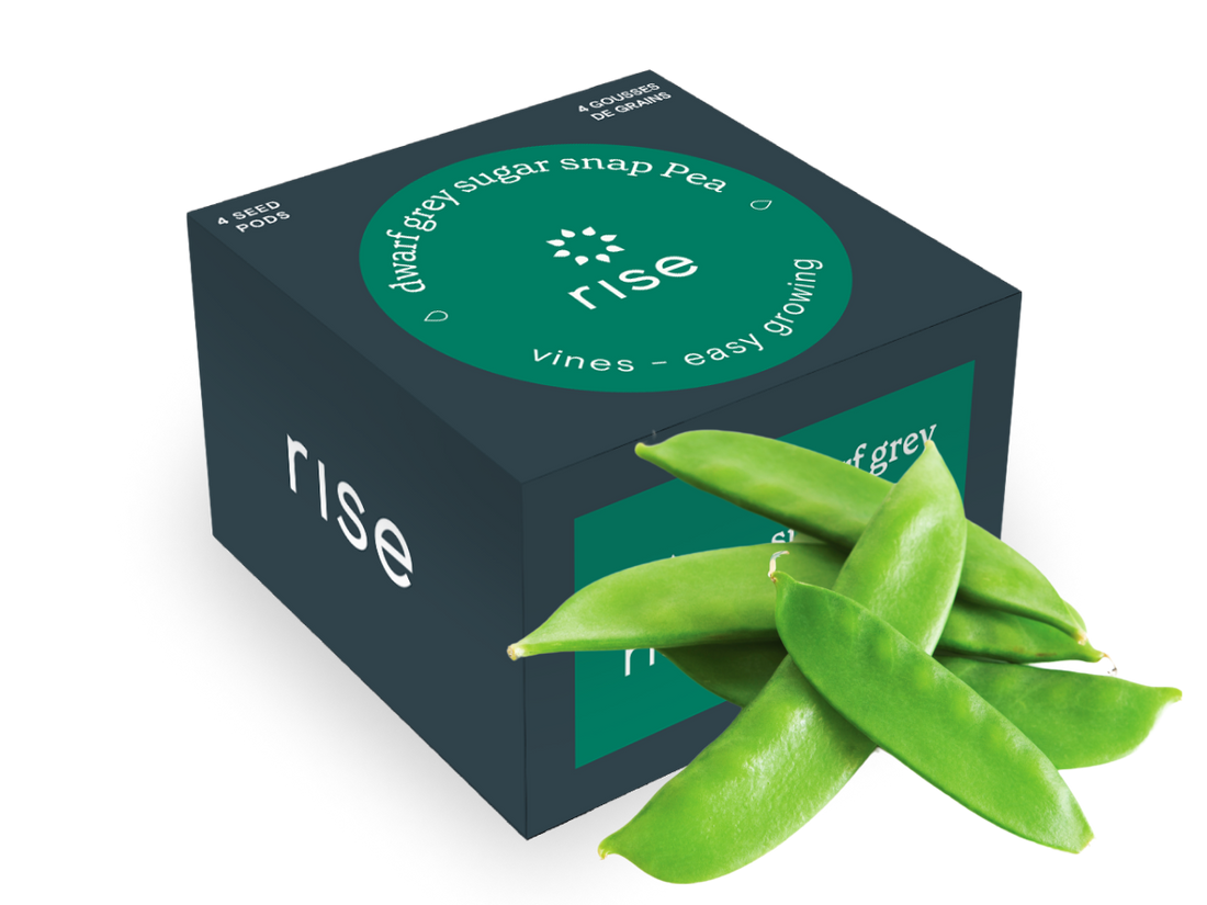 4 pack snap pea hydroponic seedpods