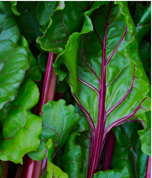 Swiss chard hydroponic produce