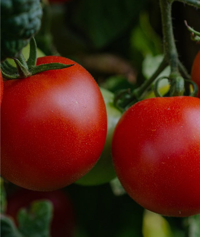 Mini tomato  hydroponic seeds