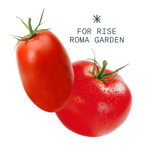 4 pack tomato hydroponic seedpods