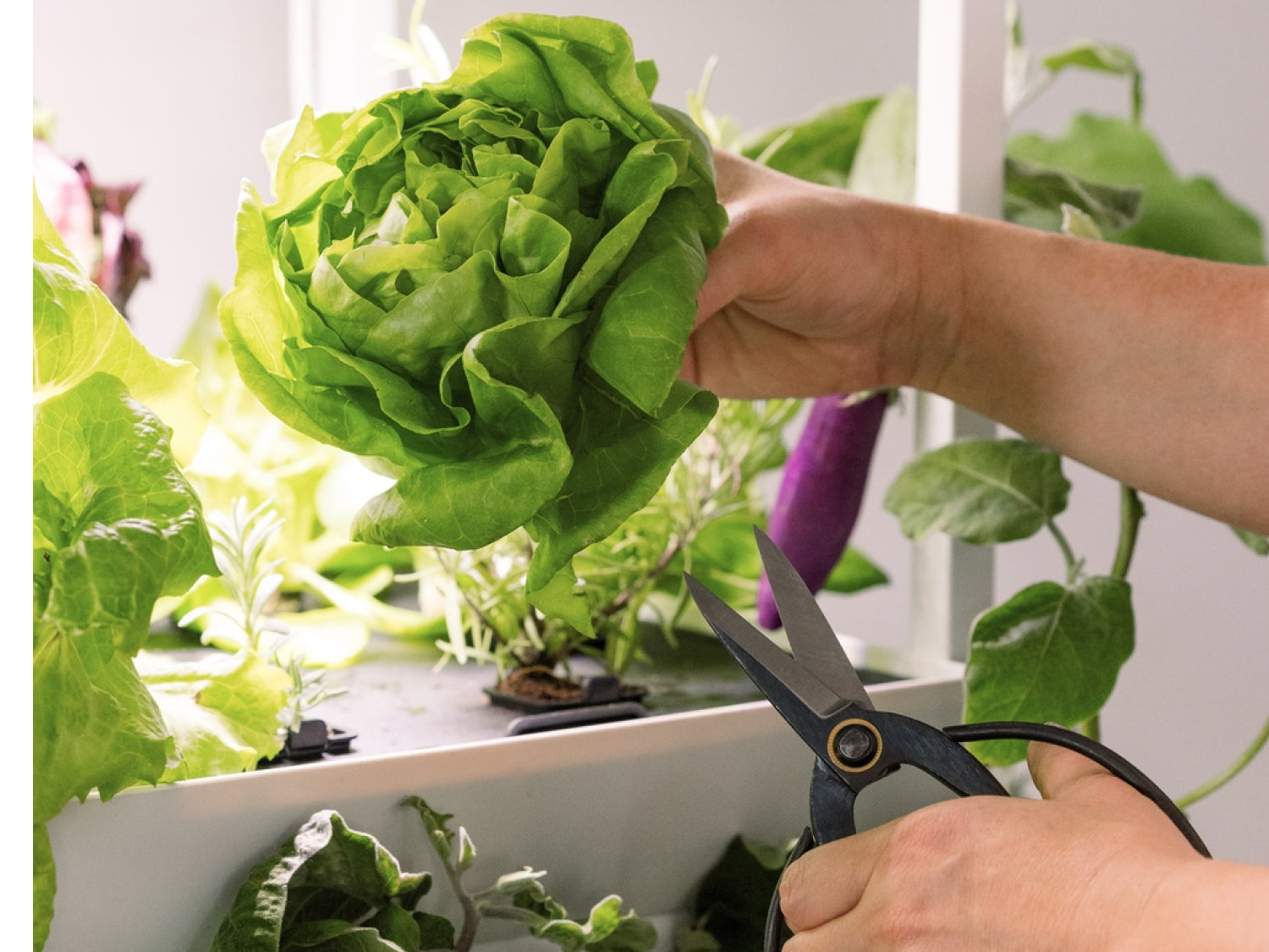 The Rise Garden 3 | Indoor Hydroponic Garden System