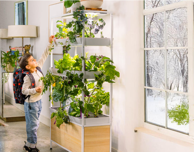 Kid havresting strawberries from hydroponic garden during winter filled with large greens and fruits in a beatiful home