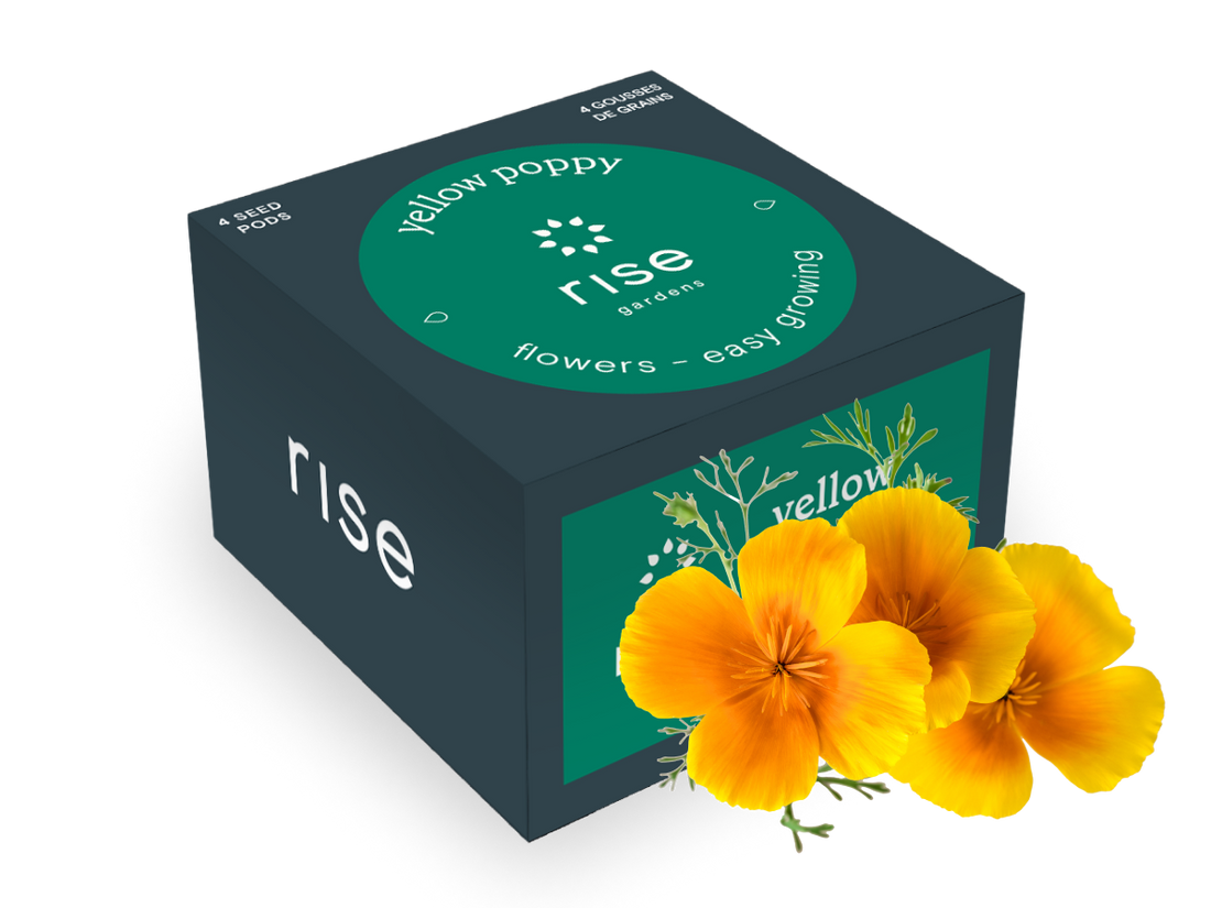 4 pack yellow poppy hydroponic seedpods