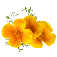 Hydroponic yellow poppy