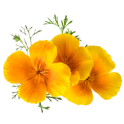 Hydroponic yellow poppy