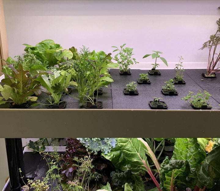 12 Pod Tray Lid with Net Cups - Rise Gardens US