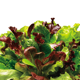 Alfresco Mix Lettuce