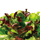 Alfresco Mix Lettuce