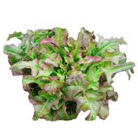 Bronze Arrowhead Lettuce