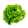 Butter Crunch Lettuce