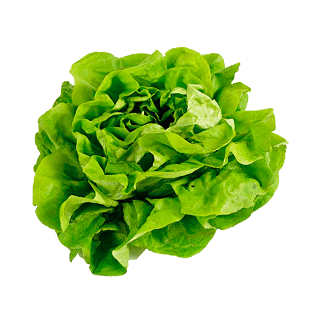 Butter Crunch Lettuce