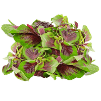 Callaloo Amaranth