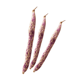 Dragon's Tongue Bean