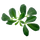 Classic Fenugreek
