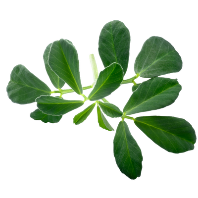 Hydroponic fenugreek