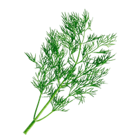 Fernleaf Dill