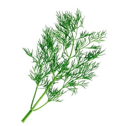 Fernleaf Dill