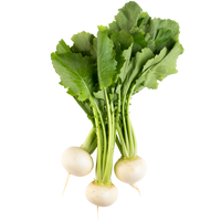 hydroponic turnip