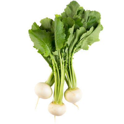 hydroponic turnip