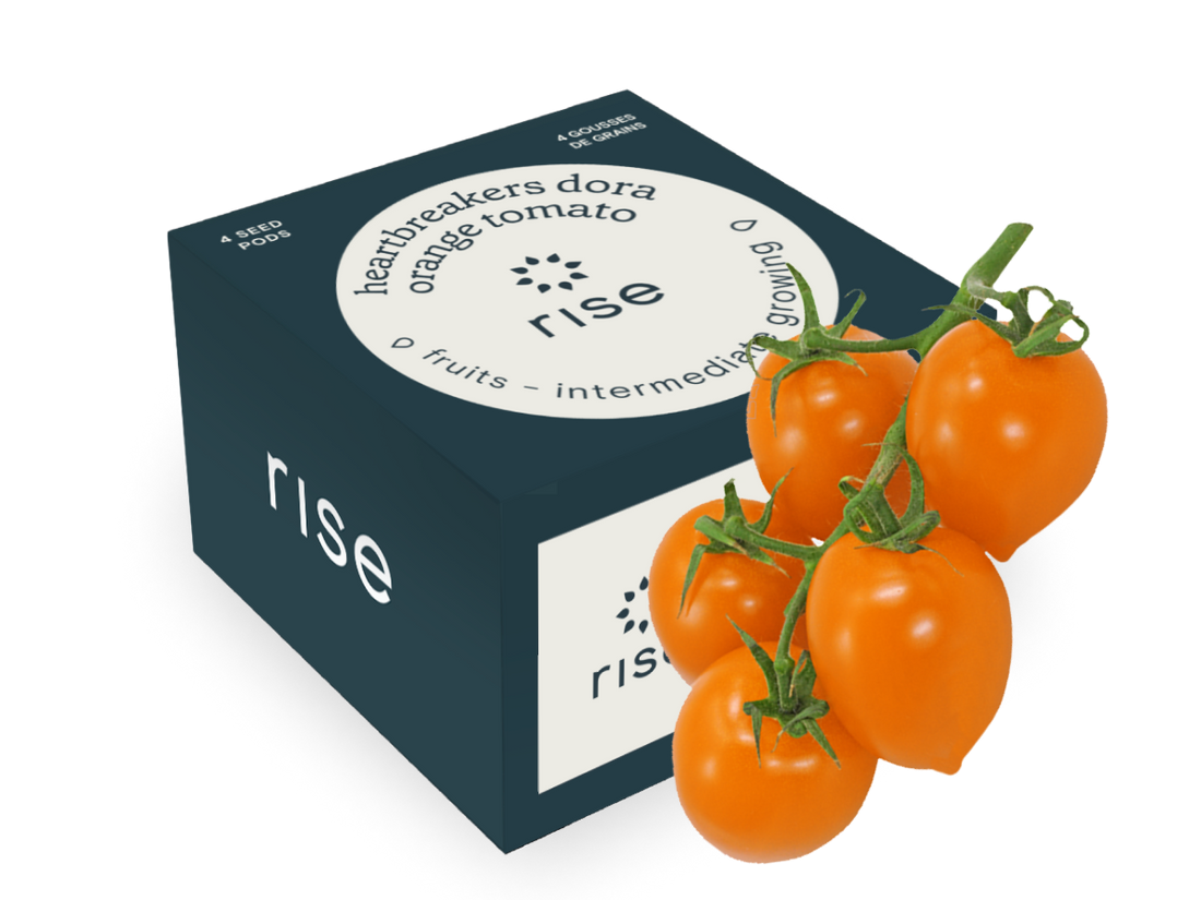 Tomato Heartbreakers Dora Orange | Seeds for Indoor Herb Garden