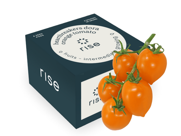 Tomato Heartbreakers Dora Orange | Seeds for Indoor Herb Garden