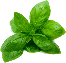 Holy (Kapoor Tulsi) Basil