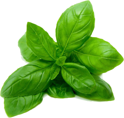 Holy (Kapoor Tulsi) Basil