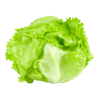 Iceberg Lettuce