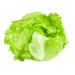 Iceberg Lettuce