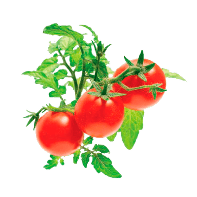 Kitchen Mini Siam Tomato