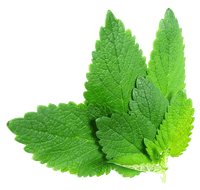 Classic Lemon Balm