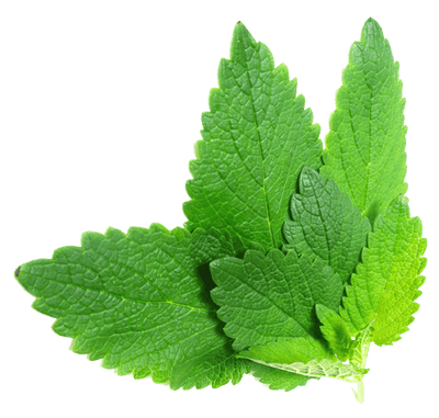 Classic Lemon Balm