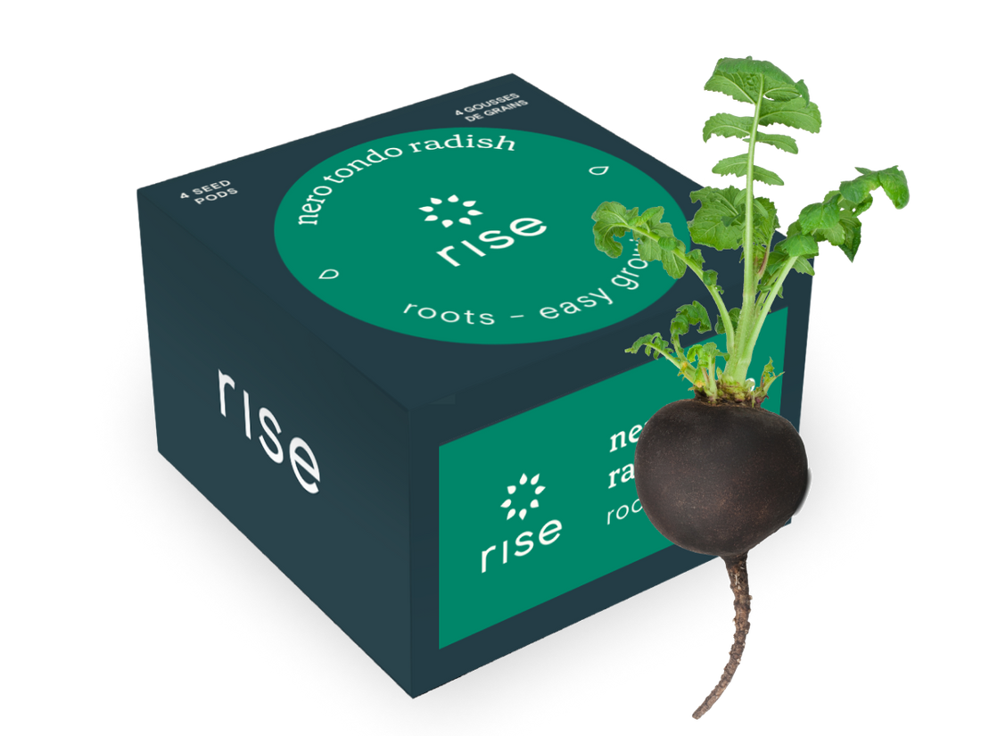 4 pack black radish hydroponic seedpods