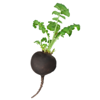 Hydroponic black radish