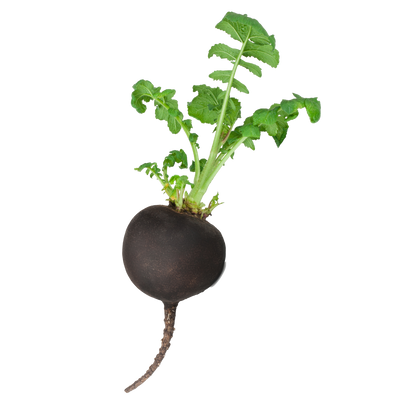 Hydroponic black radish