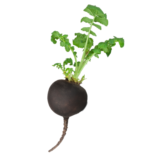 Hydroponic black radish