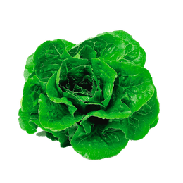 Parris Island Cos Lettuce