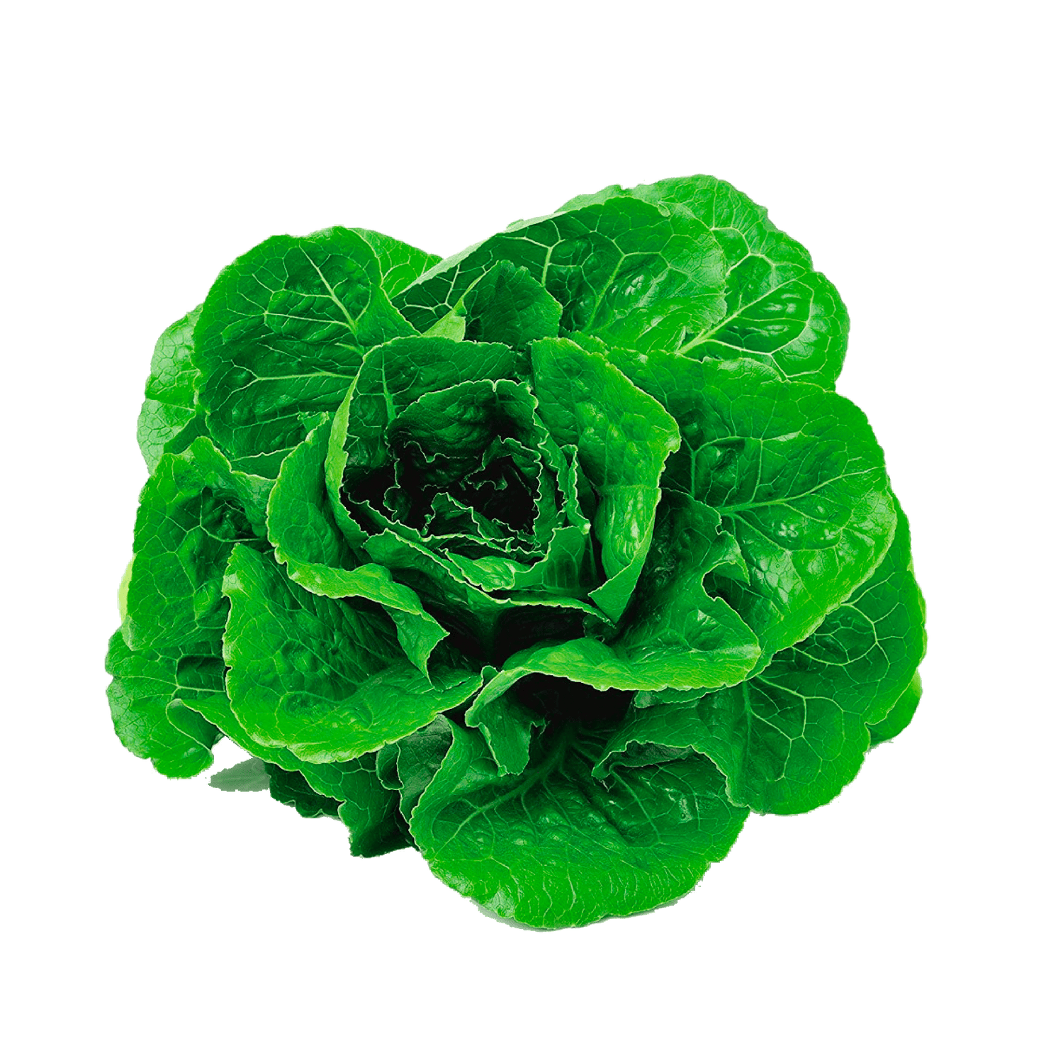 Parris Island Cos Lettuce