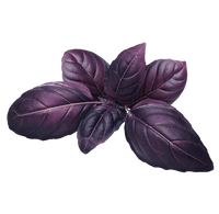 Purple Basil