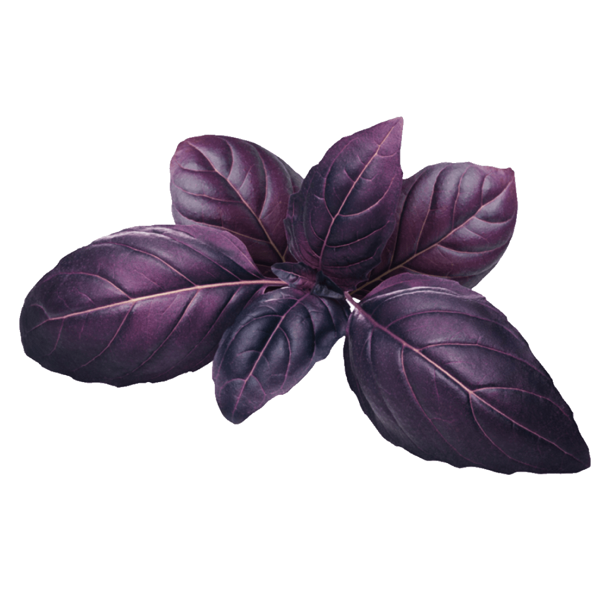 Purple Basil