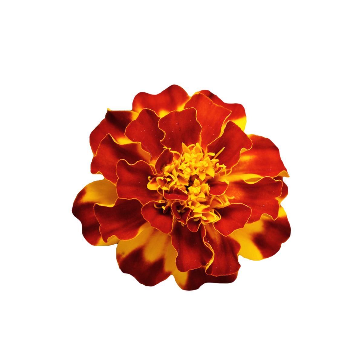 durango marigold seeds Marigold Durango Outback Mix 4 pack