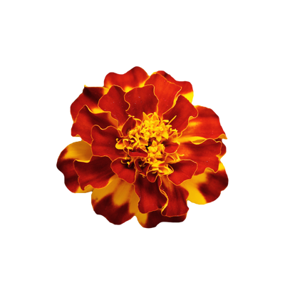 Marigold Durango Outback Mix