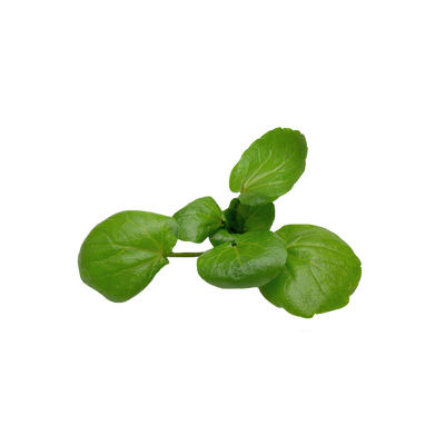 Watercress True