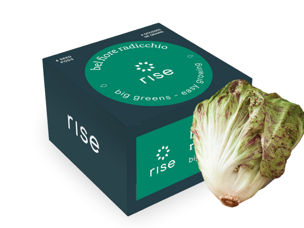 planting radicchio seeds Bel Fiore Radicchio | Seeds for Indoor Garden