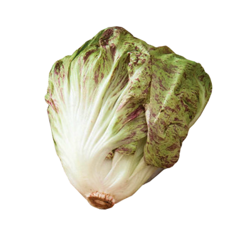 Hydroponic Belfiore radichio