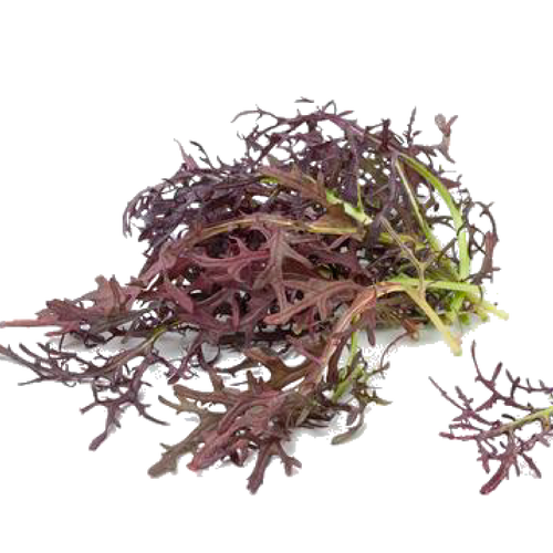 Red-Streaked Mizuna Mustard